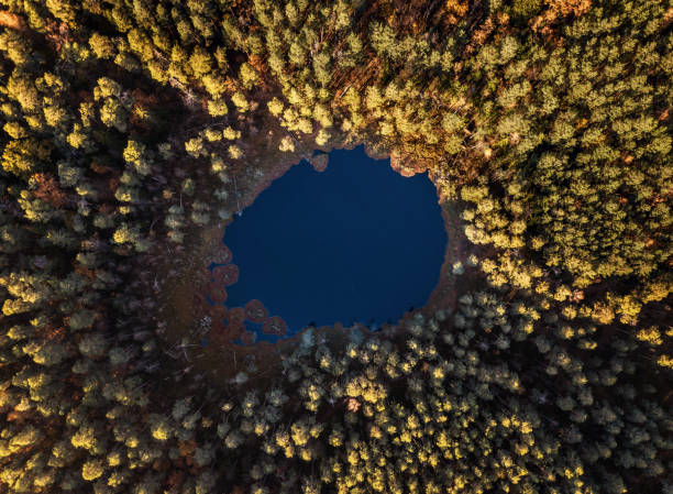 Photo of Aerial view of a pond in the middle of the forest