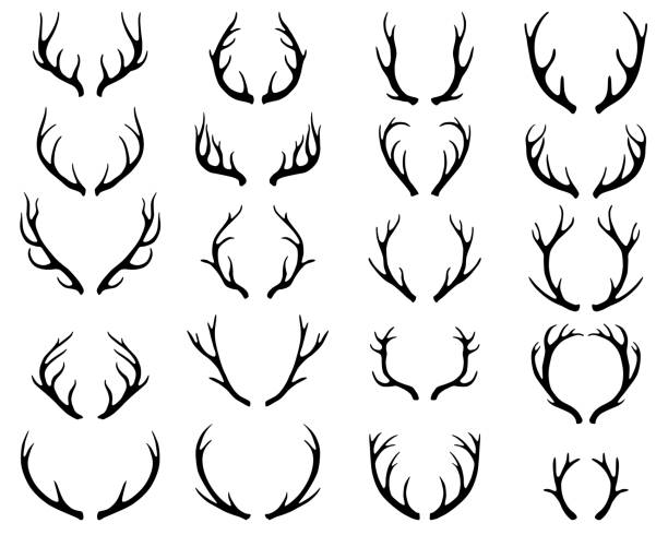 illustrations, cliparts, dessins animés et icônes de ensemble de bois de cerf. collection de cornes, silhouettes différentes - antler stag deer trophy
