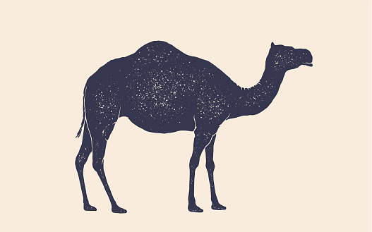 Camel, dromedary. Vintage retro print, black white camel drawing, grunge old school style. Isolated black silhouette camel on white background. Side view profile. Vector Illustration