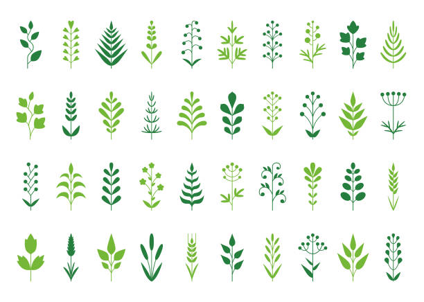 zestaw ikon roślin - fern leaf isolated flat stock illustrations