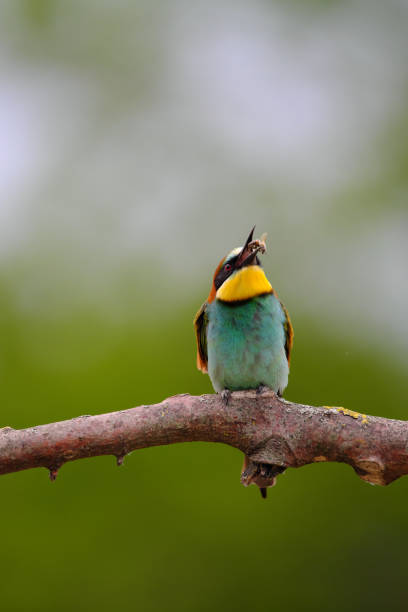 istock European Bee-Eater - Merops Apiaster on a branch , exotic colorful migratory bird 1283479652