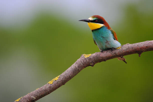 istock European Bee-Eater - Merops Apiaster on a branch , exotic colorful migratory bird 1283479743
