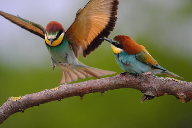 istock European Bee-Eater - Merops Apiaster on a branch , exotic colorful migratory bird 1283480397