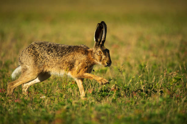 istock European hare - Lepus Europaeus 1283481040