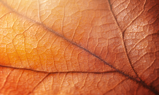 Beautiful macro shot of leaf veins. Perfectly usable for all kinds of topics related to autumn or plants and trees.