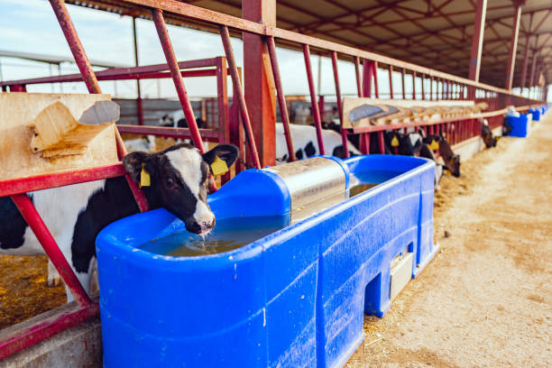 Lot of Holstein Calf eating in a milk production farm