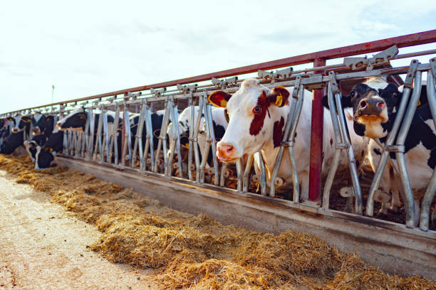 istock Large cowshed with milky cows on the farm 1283484432