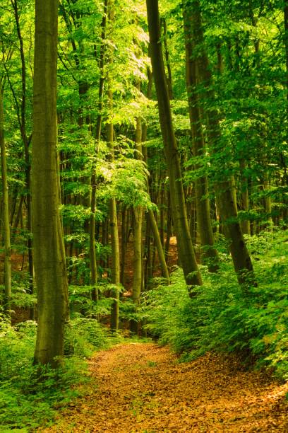 istock Trail in the colorful green spring forest in Hungary 1283484638
