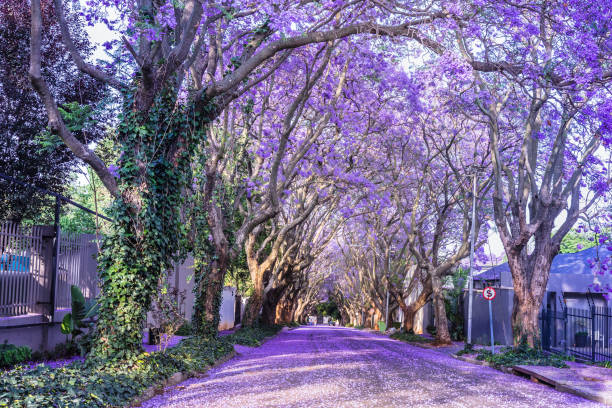 Jacaranda Trees In Blossom In Melville Johannesburg Stock Photo