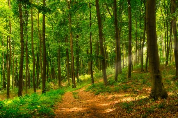 istock Trail in the colorful green spring forest in Hungary 1283484846