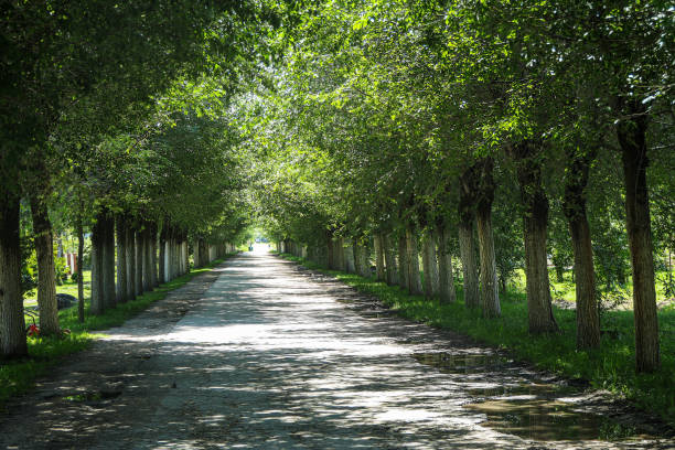 Old and Dirty Country Road Running Straight Through the Lot of Trees in a Row.