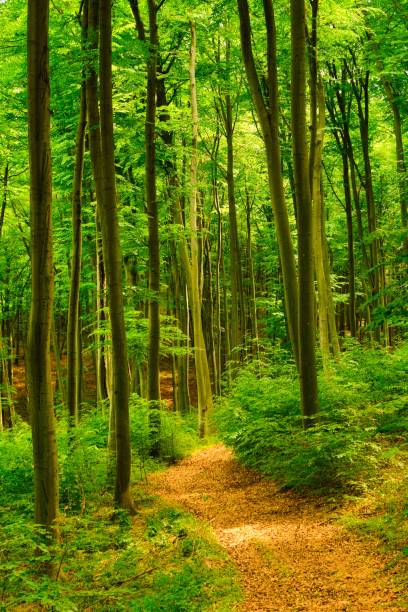 istock Trail in the colorful green spring forest in Hungary 1283485667