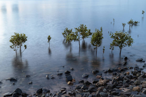 Free Stock Photo of Group of Trees Submerged in Water | Download Free ...