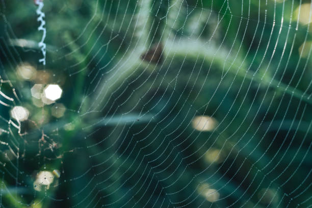 istock Cobweb or spider's web against a natural background, Dew drops on a spider . 1283486011
