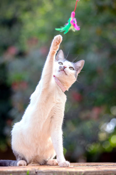 istock Pets of my life 1283486139