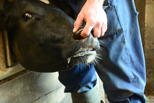 Inside of a stable: Farmers hand sticks in the nose of a cow. Cow looks fearful . Handling of pain relieve.