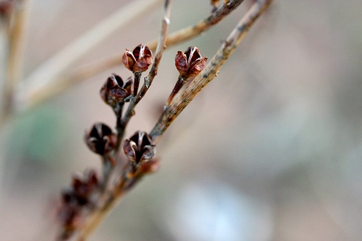 Closeup of dried Australian outback seed pods on plant stems in the Flinders Ranges, South Australia. Soft focus background