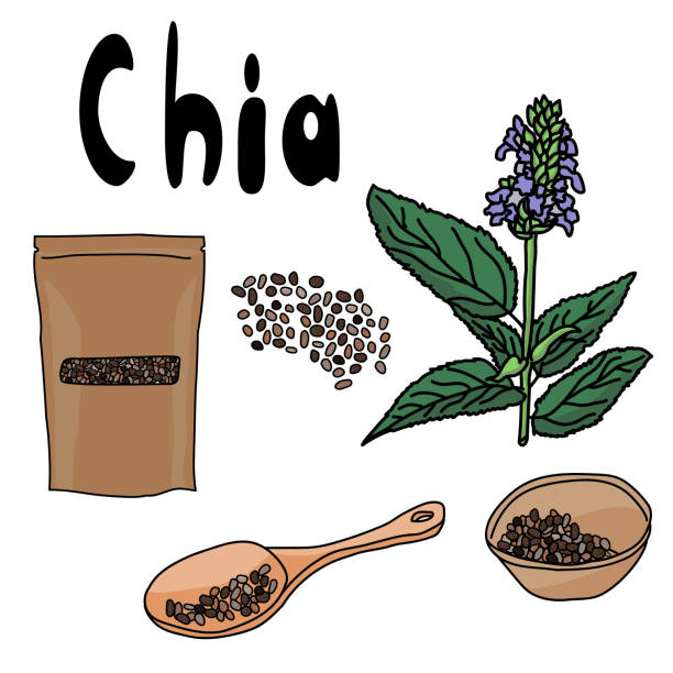 Superfood Chia set, seeds in a spoon, in a bowl, in a package, flowering plant Salvia hispanica, healthy popular food with antioxidants Superfood Chia set, seeds in a spoon, in a bowl, in a package, flowering plant Salvia hispanica, healthy popular food with antioxidants vector illustration salvia hispanica plant stock illustrations