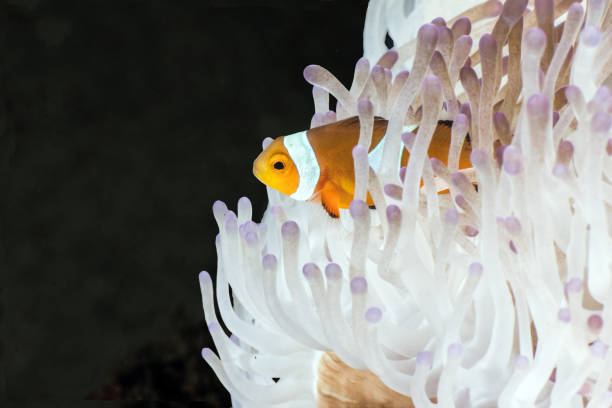 istock Clown Fish at a reef in Indonesia 1283488461
