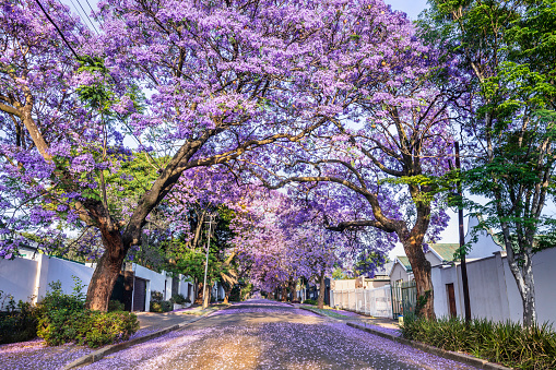 Jacaranda trees in blossom in Saxonwold, Johannesburg, an iconic sight in the northern suburbs of Johannesburg, South Africa