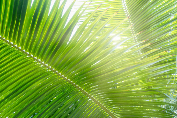 istock Green Palm Leaves with sunshine as a tropical background 1283490286