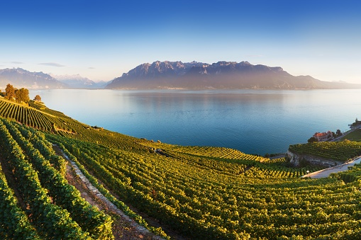 Panoramic view of the city of Vevey at Lake Geneva with vineyards of famous Lavaux wine region on a beautiful sunny day with blue sky in summer or spring season, Canton of Vaud, Switzerland. Beauty