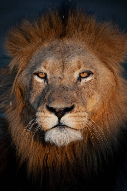 istock Mature male Lion 1283491557