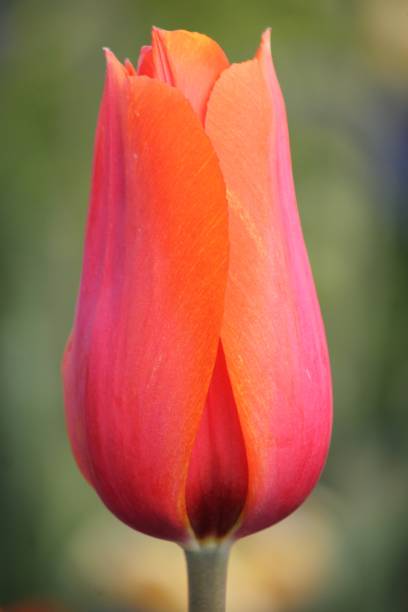 istock Tulip lse up shot 1283492482