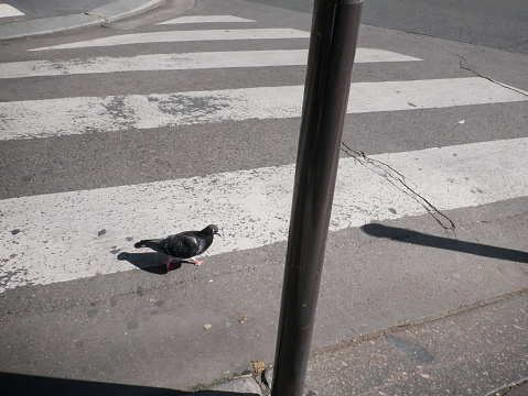 A pigeon crosses the street, pedestrian crossing