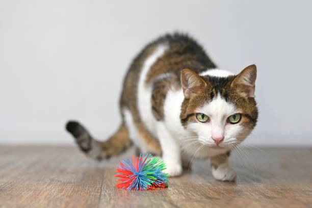 istock Cute tabby cat looking curious to a toy ball on the floor. 1283494099