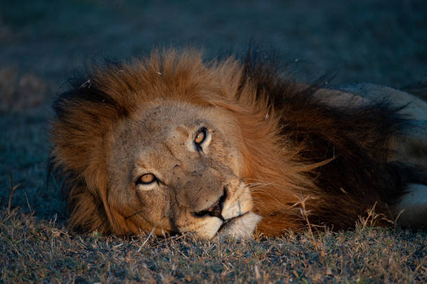 istock Mature male Lion 1283495276