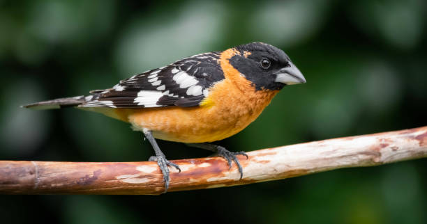 istock Black-headed Grosbeak perching on a Branch 1283495282