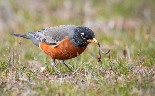 An American robin feeds on red berry in winter in the Canadian boreal forest.