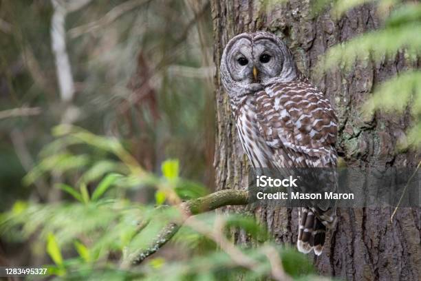 Barred Owl In Seattle Stock Photo - Download Image Now - Barred Owl, Animal, No People