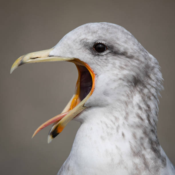 istock California Gull Yawning 1283495335