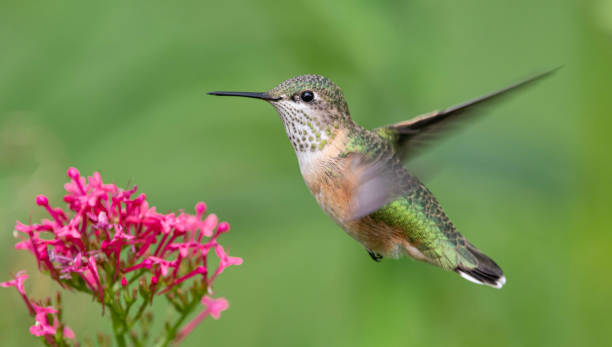 calliope kolibri bei einer blume - sternelfe stock-fotos und bilder