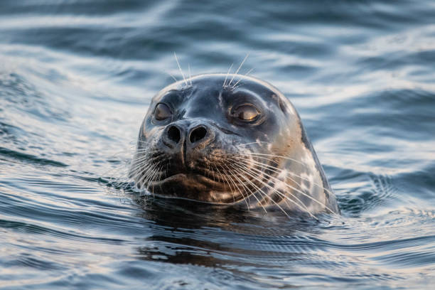 istock Seal bobbing above the water 1283495371