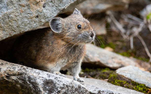 istock American Pika on Mount Rainier 1283495384