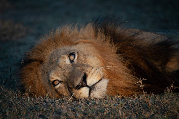 istock Mature male Lion 1283495396