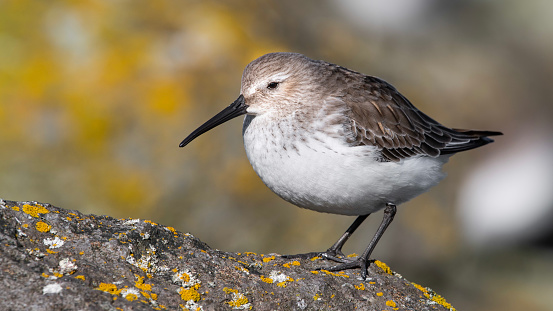 A Dunlin posing on a rock on the Puget Sound covered in yellow sunburst lichen.