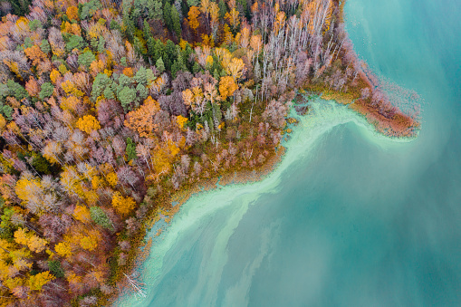 Colorful autumn forest by turquoise water lake. Aerial drone shot, taken in Romincka Forest (Rominter Heide) natural reserve in Kaliningrad region.