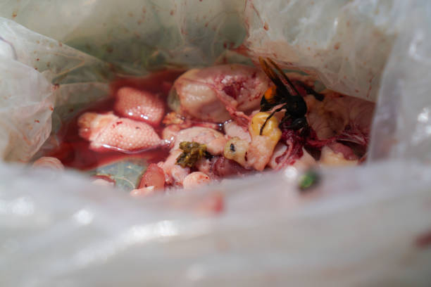A hornet is eating leftover chicken pieces in a plastic bag
