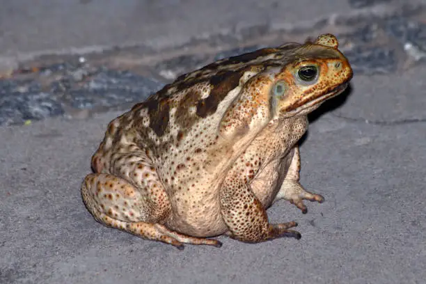 toad cururu (Rhinella diptycha) standing on the cement floor of a city in Brazil
