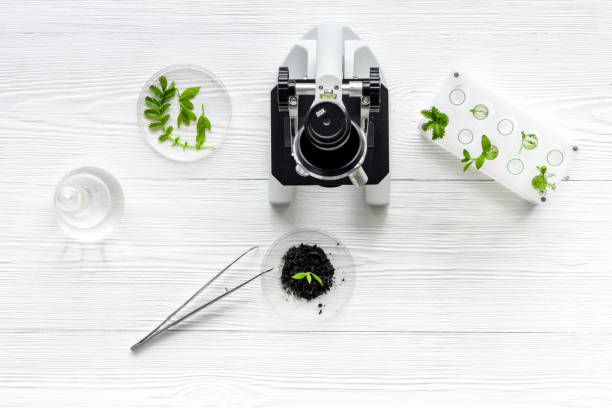 istock Phytopathological examining soil and plants with microscope in lab, above view 1283496894