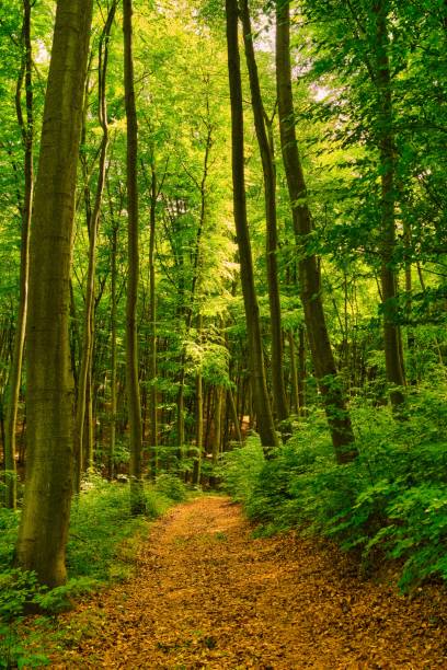 istock Trail in the colorful green spring forest in Hungary 1283497565