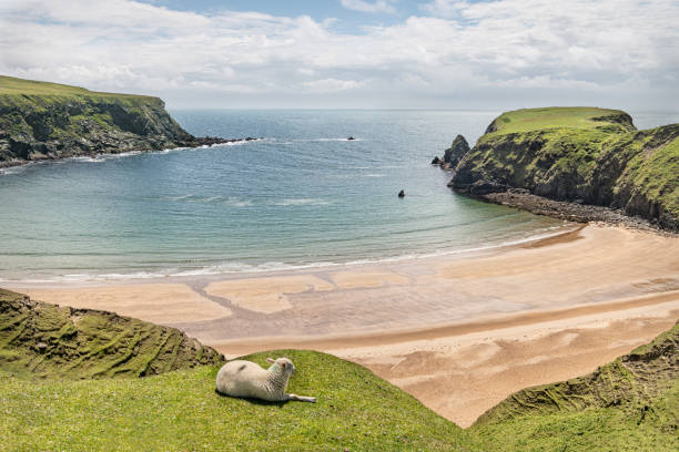 istock A Sheep on the cliffs at Malin Beg Beach 1283497981