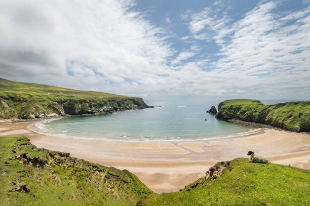 istock A Sheep on the cliffs at Malin Beg Beach 1283498369