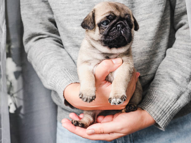 istock Lovable puppy. Day light. Concept of care pets 1283498404