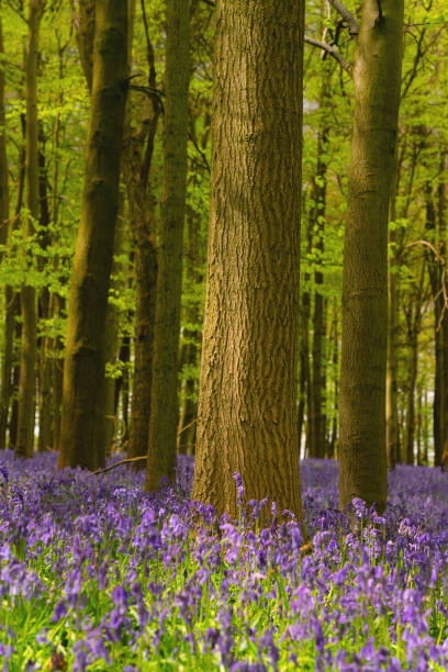 istock Bluebells In An English Beechwood 1283499586