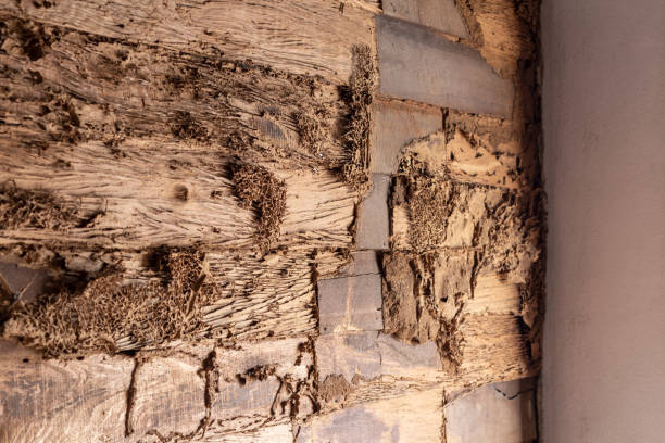 istock Termites eat old wooden walls near concrete posts. 1283499599